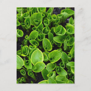 Carte Postale Nouveaux plantes d'hôtesses vertes dans le jardin