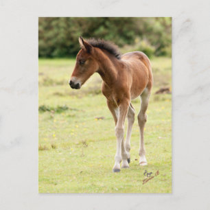 Carte Postale Nouvel écorce de poney forestier