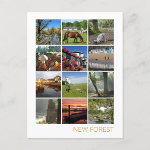 Carte Postale Nouvelle forêt