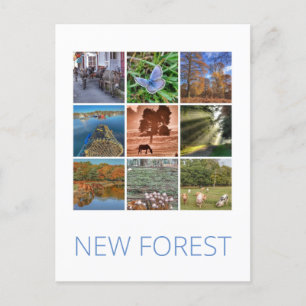 Carte Postale Nouvelle forêt