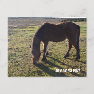 Carte Postale Nouvelle forêt Pony2