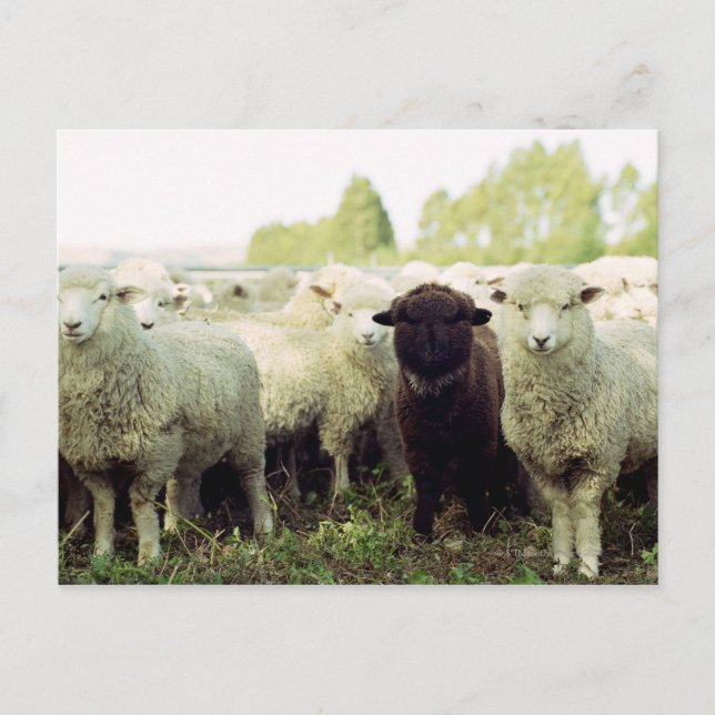 Carte Postale Nouvelle-Zélande (Devant)