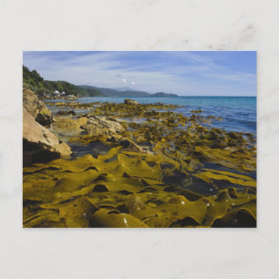 Carte Postale Nouvelle-Zélande, Southland, île Stewart. Kelp