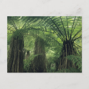Carte Postale Nouvelle-Zélande, vallée de Haast, Westland, arbre