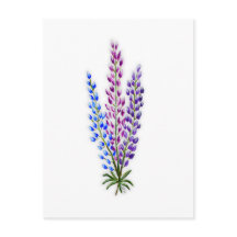 Nova Sotia Lupines