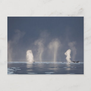 Carte Postale Novaeangliae de Megaptera de baleines de bosse)