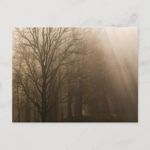 Carte Postale NP des Grandes Montagnes Fumeuses Tennessee arbres