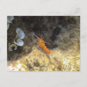 Carte Postale Nudibranche