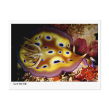 Nudibranche