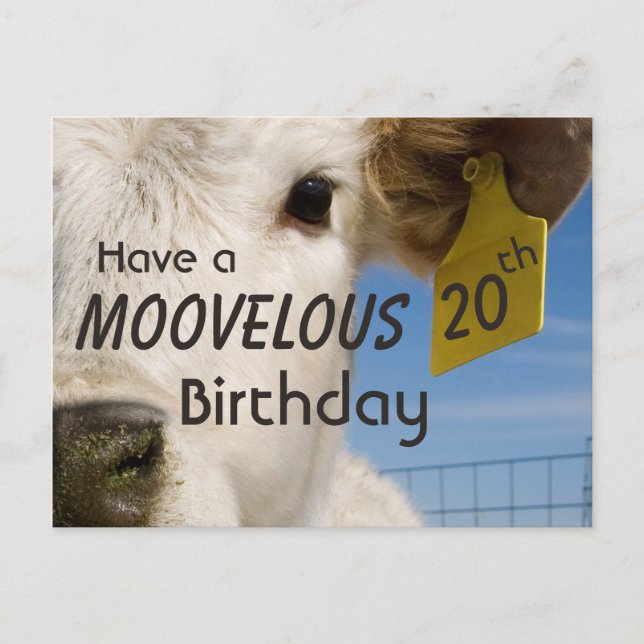 Carte Postale Numéro d'anniversaire de la vache (Devant)