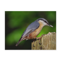 Carte postale Nuthatch