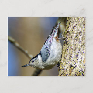 Carte postale Nuthatch à poitrine blanche