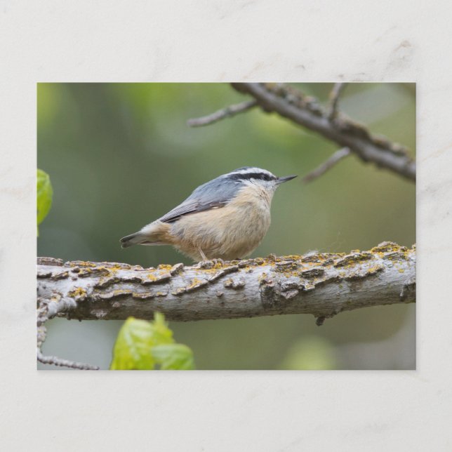 Carte postale Nuthatch à poitrine rouge (Devant)