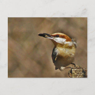 Carte Postale Nuthatch à tête Brown