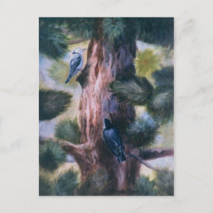 Carte Postale Nuthatch Amour À Première Vue