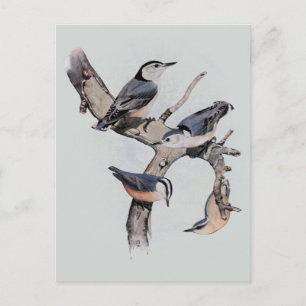 Carte Postale Nuthatches rouges et blanches