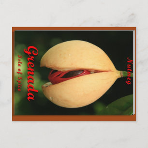 Carte Postale Nutmeg