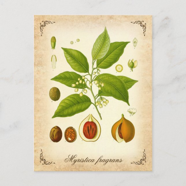 Carte Postale Nutmeg - illustration vintage (Devant)