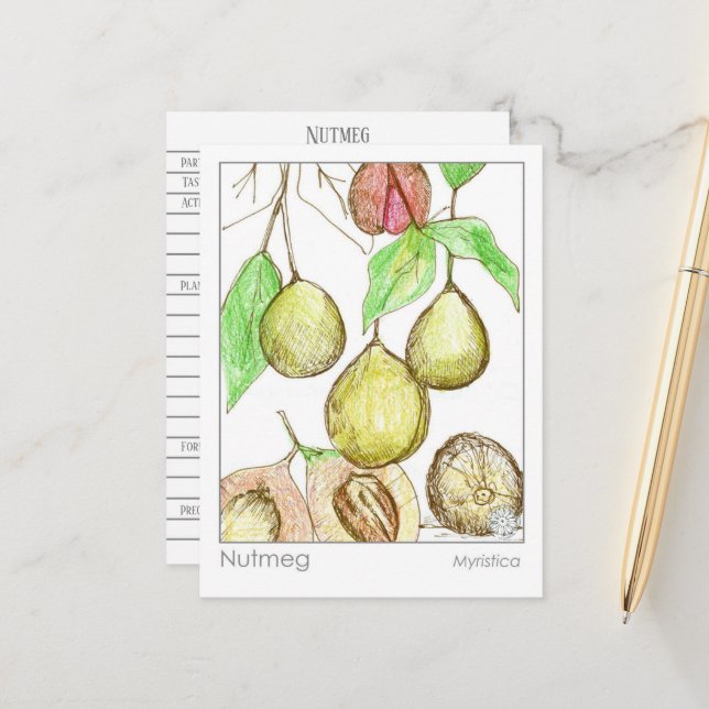 Carte Postale Nutmeg Médicament Materia Medica Herb Study (Devant/Arrière en situation)