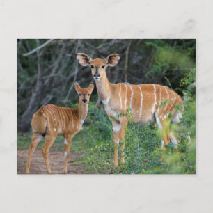 Carte Postale Nyala (Tragelaphus Angazii) Avec Young, Ndumo