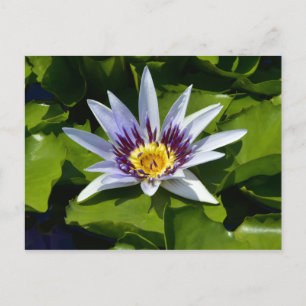 Carte Postale Nymphaea colorata - Nénuphar africain Tanzanie
