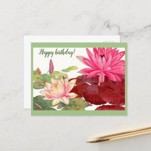 Carte Postale Nymphaea lotus, nénuphars roses et blancs
