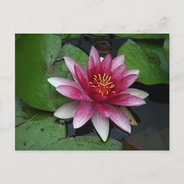 Carte Postale Nymphaea tetragona (Devant)