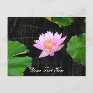 Carte Postale Nymphéa Lotus Rose