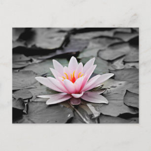 Carte Postale Nymphéa Plante Aquatique 