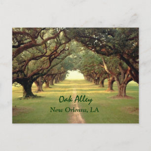 Carte postale Oak Alley New Orleans