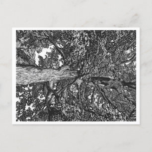 Carte postale Oak Tree