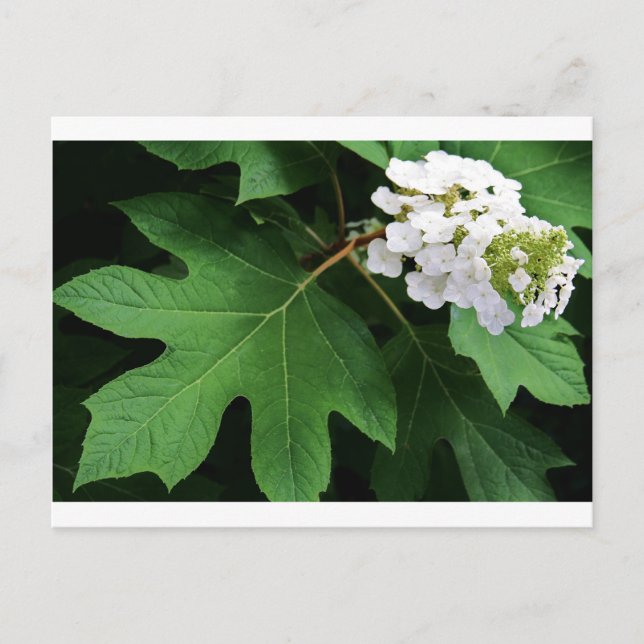 Carte Postale "oakleaf hydrangea" par Coressel Productions (Devant)
