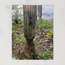 Carte Postale Oakwoods Metropark Beaver Trail