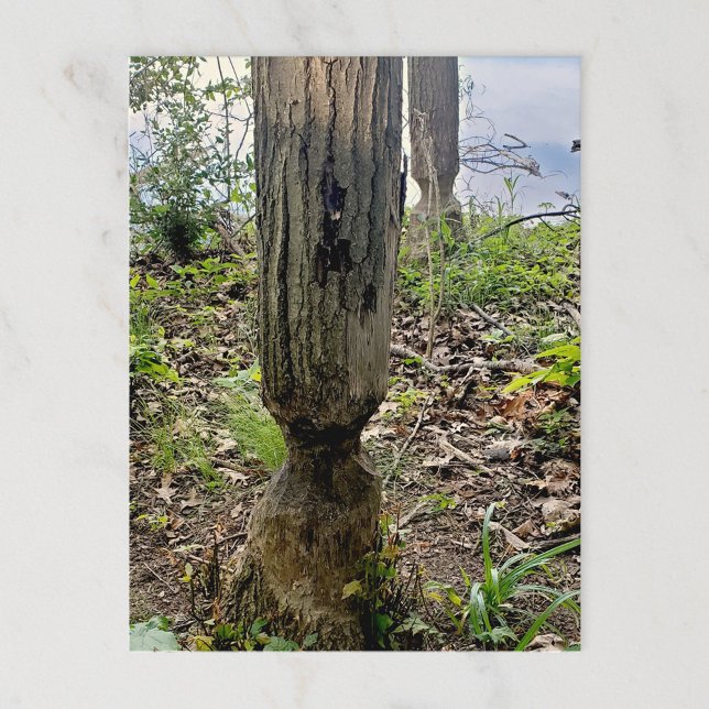 Carte Postale Oakwoods Metropark Beaver Trail (Créateur téléchargé)