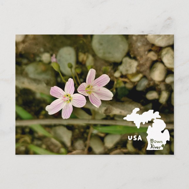 Carte Postale Oakwoods Metropark Springbeauty avec logo (Devant)