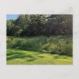 Carte Postale Oakwoods Metropark Turquie Path