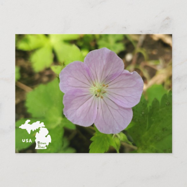Carte Postale Oakwoods Metropark Wild Geranium avec logo (Devant)