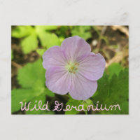 Oakwoods Metropark Wild Geranium avec texte