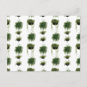 Carte Postale Oasis intérieure   Paniers pendants