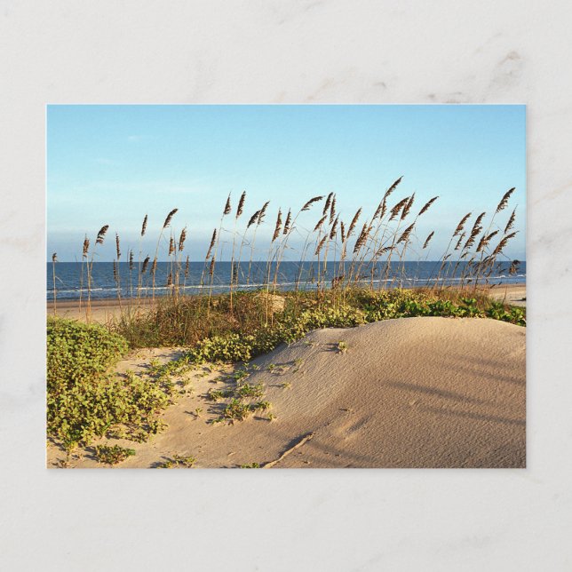 Carte Postale Oats de mer et dunes (Devant)