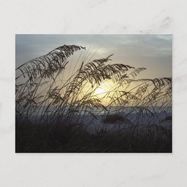 Carte Postale Oats de mer, île Anna Marie (Devant)