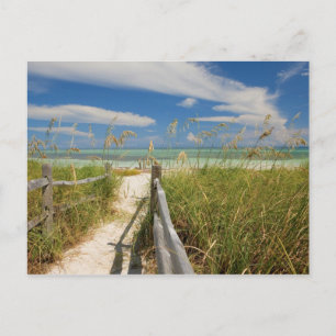 Carte Postale Oats de mer (Uniola paniculata) poussant par la pl