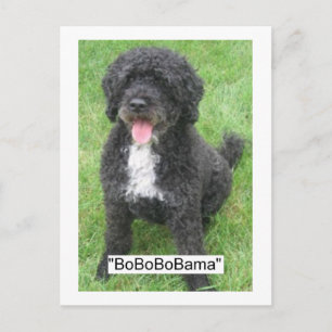 Carte Postale Obama, animal de compagnie/chien d'eau portugais