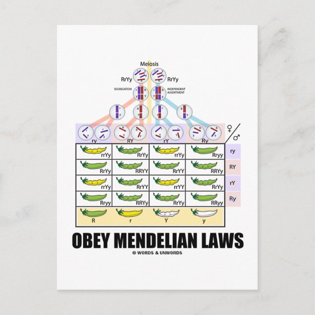 Carte Postale Obey Mendelian Laws (Dihybride Cross Peas) (Devant)