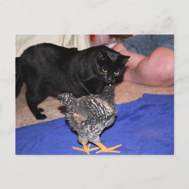 Carte Postale Observateurs (Devant)