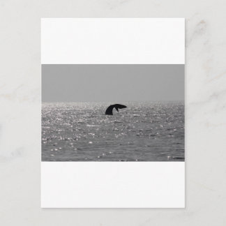 Carte Postale Observation des baleines - Impression de la balein