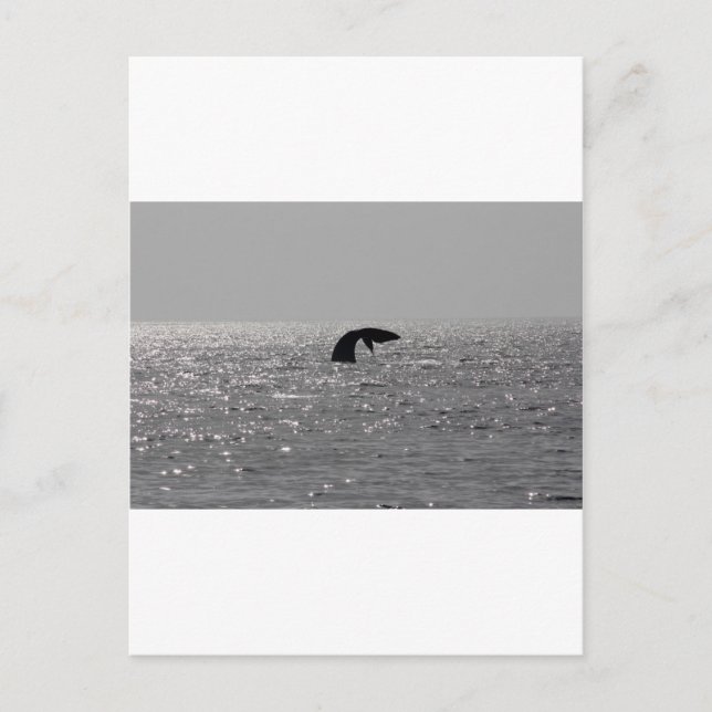 Carte Postale Observation des baleines - Impression de la balein (Devant)