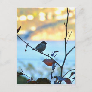 Carte Postale Observation d'oiseaux