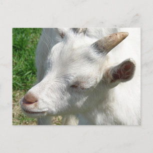 Carte Postale Obtenez-moi quelques nuances