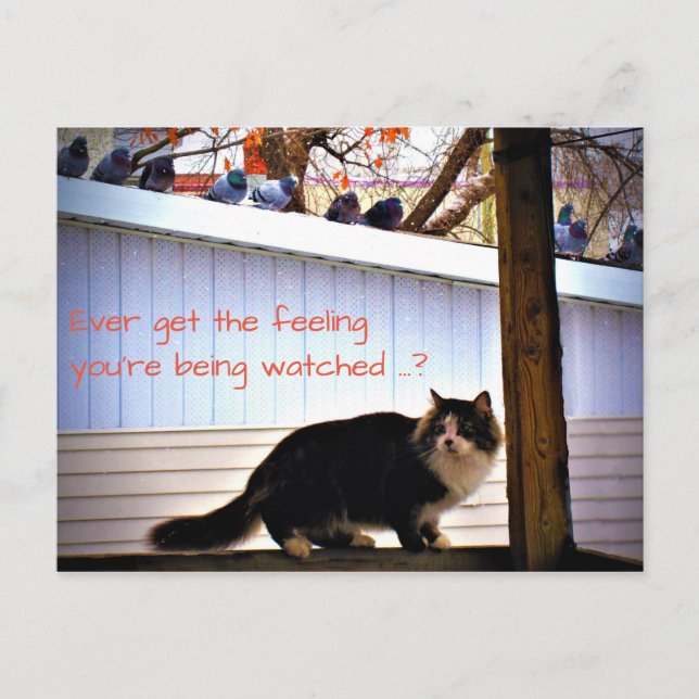 Carte Postale Obtenez toujours des pigeons qui observent le chat (Devant)